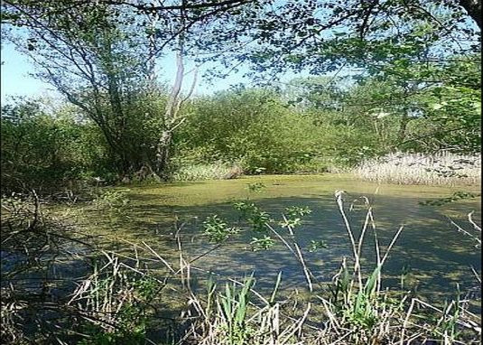 Starorzecze rzeki Prosny w Wójcine